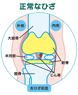 正常なひざ