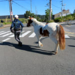 メイちゃん初めての横断歩道?