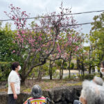 梅と桜の競演?