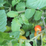 野菜を育てよう