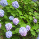 6月はアジサイの季節