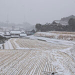 久しぶりの雪